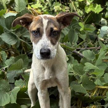 Roosevelt -  Terrier and Mixed Breed Dog for Adoption in Cedarburg, Wisconsin - Roosevelt | PetCurious