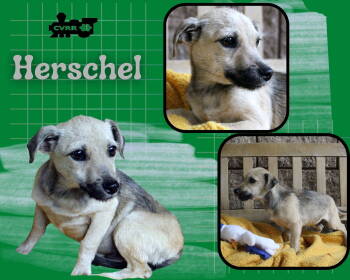 Rescue Terrier Dogs for Adoption in Lindsay, California - Herschel | PetCurious