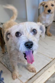 West Highland White Terrier Westie Dogs Available for Adoption - Mitzi  | PetCurious