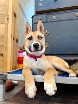 Shepherd and Labrador Retriever Dogs Available for Adoption in Friendswood, Texas - Honey Lullaby Skye | PetCurious