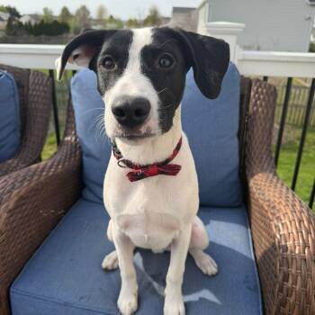 Terrier Dogs Available for Adoption in Baldwin, Maryland - Zorro | PetCurious
