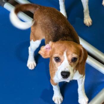 Shuri 8092 -  Beagle Dog for Adoption in Loxahatchee Groves, Florida - Shuri 8092 | PetCurious