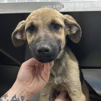 Pawz -  Mixed Breed Dog for Adoption in Corbin, Kentucky - Pawz | PetCurious