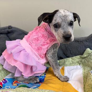 Lily -  Australian Cattle Dog Blue Heeler Dog for Adoption in Mankato, Minnesota - Lily | PetCurious