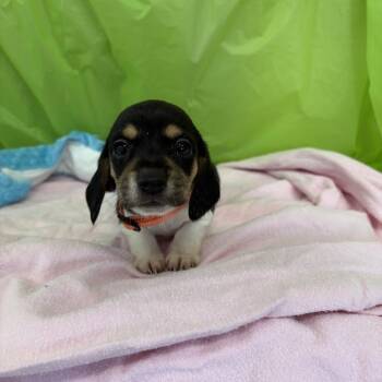 Keylime -  Beagle and Mixed Breed Dog for Adoption in North Charleston, South Carolina - Keylime | PetCurious
