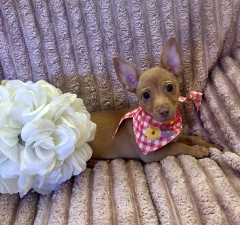 Nebula -  Chihuahua and Dachshund Dog for Adoption in Corona, California - Nebula | PetCurious