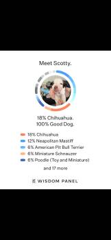 Scotty -  Chihuahua and Neapolitan Mastiff Dog for Adoption in Severance, Colorado - Scotty | PetCurious