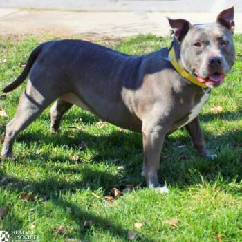 KAIDA -  Pit Bull Terrier and Mixed Breed Dog Available for Adoption in Hagerstown, Maryland - KAIDA | PetCurious