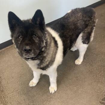 Zena -  Akita Dog for Adoption in Mishawaka, Indiana - Zena | PetCurious