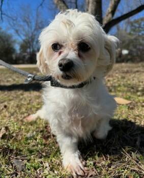 Maltese Dogs Available for Adoption - Frankincense | PetCurious