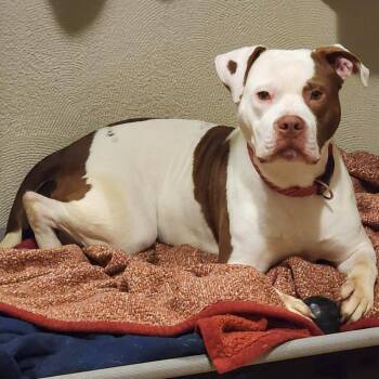 Pit Bull Terrier Dogs Available for Adoption - Dayton | PetCurious