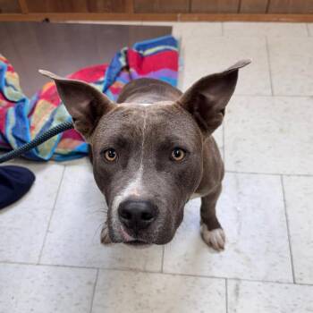 Brisket -  Mixed Breed Dog for Adoption in Columbiana, Alabama - Brisket | PetCurious