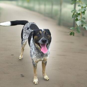 Australian Cattle Dog Blue Heeler Dogs Available for Adoption - Bobby Jo | PetCurious
