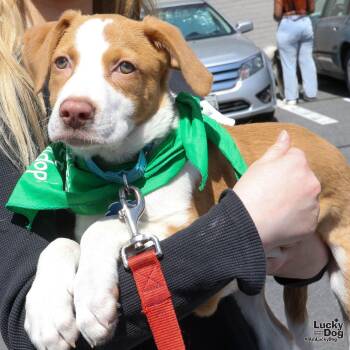 Border Collie Dogs Available for Adoption in Washington, District Of Columbia - Buddy | PetCurious