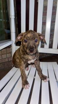 Mia B -  Pit Bull Terrier and Hound Dog Available for Adoption in Mobile, Alabama - Mia B | PetCurious