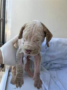 Rescue American Bulldog and Mixed Breed Dogs for Adoption in Houston, Texas - A644416 | PetCurious