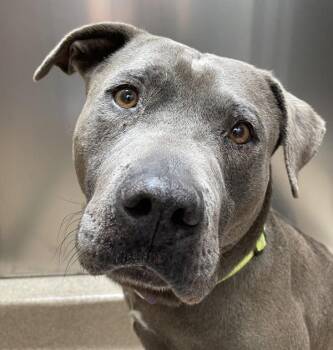 Pit Bull Terrier Dogs Available for Adoption in Oakland, California - Truck | PetCurious