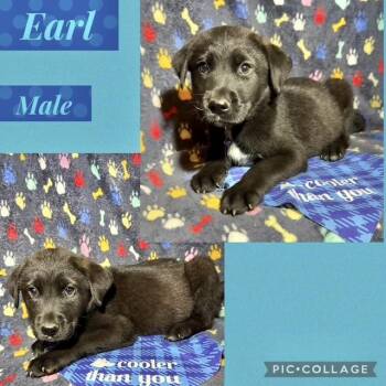 Shepherd Dogs Available for Adoption in Manchester, Connecticut - Earl | PetCurious