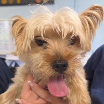 Snickers -  Yorkshire Terrier Dog for Adoption in Medina, Ohio - Snickers | PetCurious