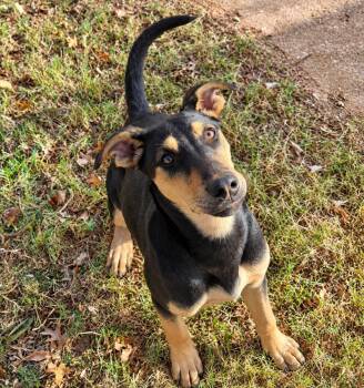 Buster -  German Shepherd Dog Dog for Adoption in Piedmont, Oklahoma - Buster | PetCurious