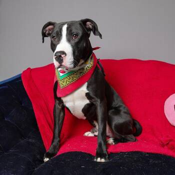 King -  Pit Bull Terrier and Mixed Breed Dog for Adoption in Brock, Texas - King | PetCurious