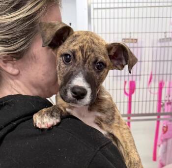 Retriever and Shepherd Dogs Available for Adoption - Buffalo | PetCurious