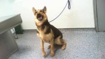 BOBY -  German Shepherd Dog Dog for Adoption in Charlotte, North Carolina - BOBY | PetCurious