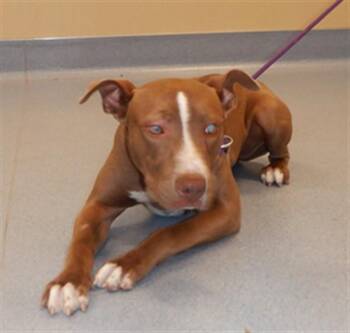 GINGERSNAP -  Pit Bull Terrier Dog for Adoption in San Jose, California - GINGERSNAP | PetCurious