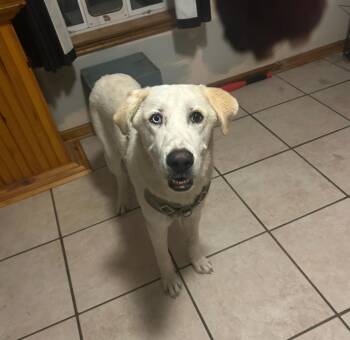 Rescue Great Pyrenees and Labrador Retriever Dogs for Adoption in Covington, Louisiana - Gus | PetCurious