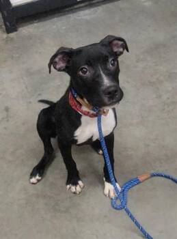 Kaida (Kai) -  Staffordshire Bull Terrier Dog for Adoption in Carson City, Nevada - Kaida (Kai) | PetCurious
