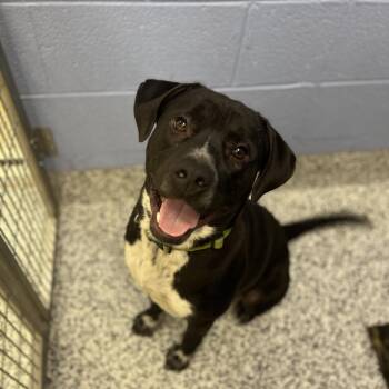 Black Labrador Retriever and Pit Bull Terrier Dogs Available for Adoption in Madisonville, Tennessee - Banks | PetCurious