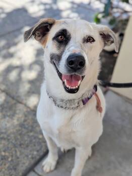 Rescue American Staffordshire Terrier and Great Pyrenees Dogs for Adoption in Pleasant Hill, California - Vivian (Mama) | PetCurious
