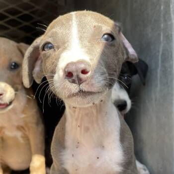 Gabby -  Shepherd Dog for Adoption in Edinburg, Texas - Gabby | PetCurious