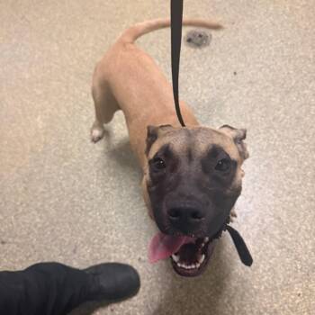 IVHS-Stray-143295 -  Mastiff Dog for Adoption in San Gabriel, California - IVHS-Stray-143295 | PetCurious