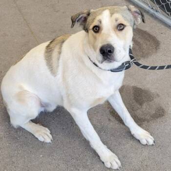 Mixed Breed Dogs Available for Adoption in Las Cruces, New Mexico - 107211 | PetCurious