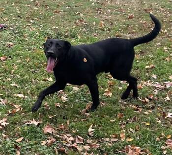 Rescue Labrador Retriever Dogs for Adoption in Little Rock, Arkansas - Yoshi | PetCurious