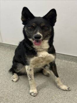 Siberian Husky and Border Collie Dogs Available for Adoption in Loveland, Colorado - BARBARA HOWARD | PetCurious