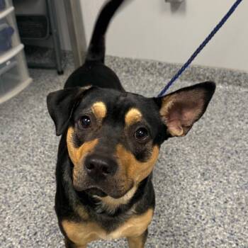 Gargoyle -  Mixed Breed Dog for Adoption in Greenville, South Carolina - Gargoyle | PetCurious