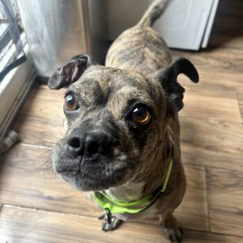 Poppy -  English Bulldog and Shih Tzu Dog for Adoption - Poppy | PetCurious