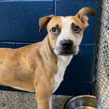 Abu -  Boxer and Cattle Dog Dog for Adoption in Dayton, Ohio - Abu | PetCurious