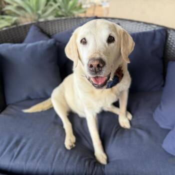 Yellow Labrador Retriever Dogs Available for Adoption in Ramona, California - Katara | PetCurious