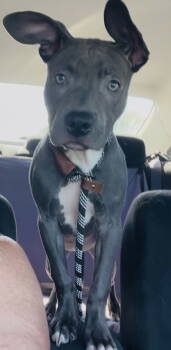 Rescue Pit Bull Terrier Dogs for Adoption in Nashville, Tennessee - Showgirl (on Home Trial) | PetCurious