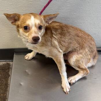 Peanut -  Mixed Breed Dog for Adoption in Las Cruces, New Mexico - Peanut | PetCurious
