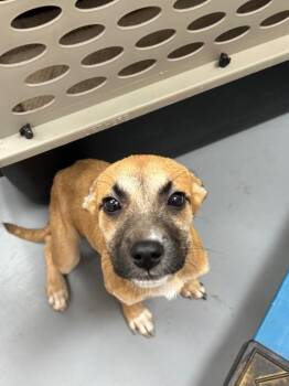Martha (Castle x5) -  Shepherd Dog for Adoption in Hartsville, South Carolina - Martha (Castle X5) | PetCurious