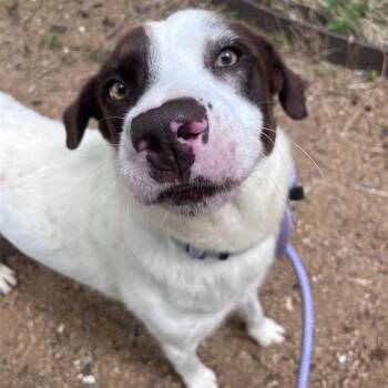 Ducky -  Mixed Breed Dog for Adoption in Bentonville, Arkansas - Ducky | PetCurious