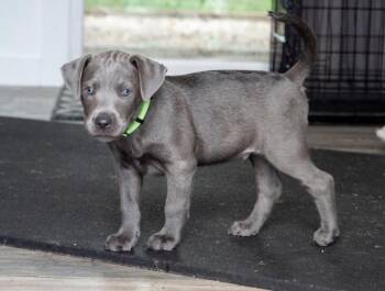 Tank (Shyann Litter) -  Labrador Retriever and Pit Bull Terrier Dog for Adoption in Mt. Juliet, Tennessee - Tank (Shyann Litter) | PetCurious