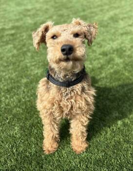 Welsh Terrier Dogs Available for Adoption in Delson, Quebec - Pretzel | PetCurious