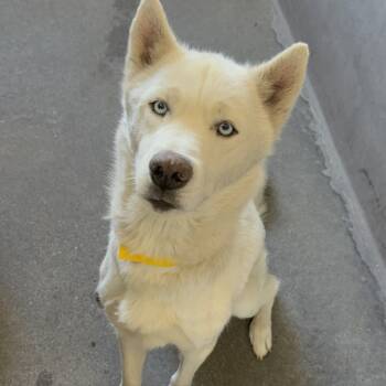 Rescue Siberian Husky Dogs for Adoption in Middletown, New York - Ramekin A2241210 | PetCurious