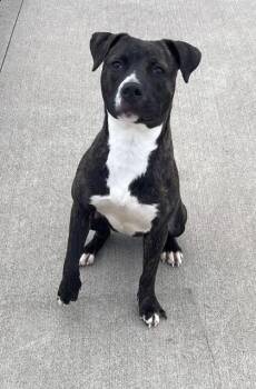 Woodland -  Pit Bull Terrier and Mixed Breed Dog for Adoption in Westland, Michigan - Woodland | PetCurious