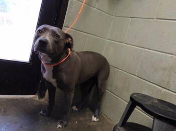 STORM -  Pit Bull Terrier and Mixed Breed Dog for Adoption in Tulsa, Oklahoma - STORM | PetCurious